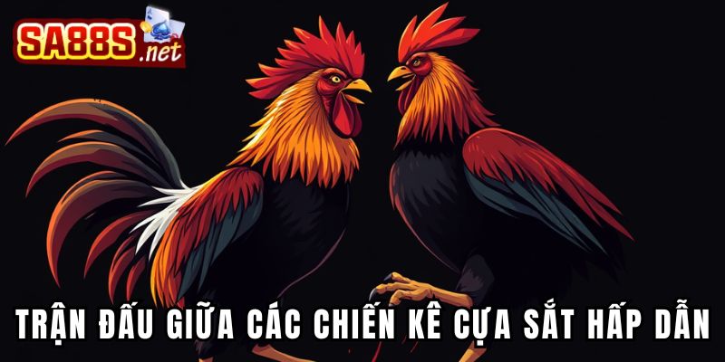 Trận đấu giữa các chiến kê cựa sắt hấp dẫn
